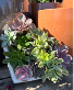 Love Grows Succulent Planter 