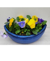 Love Grows Sweetly  Pansy Bowl