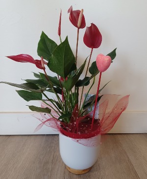 Love Heart Anthurium  Houseplant