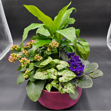 Love is in the air Dishgarden in Saskatoon, SK | QUINN & KIM'S FLOWERS