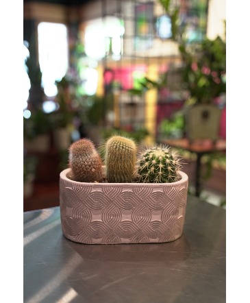 Love Knots Cactus Planter  in South Milwaukee, WI | PARKWAY FLORAL INC.