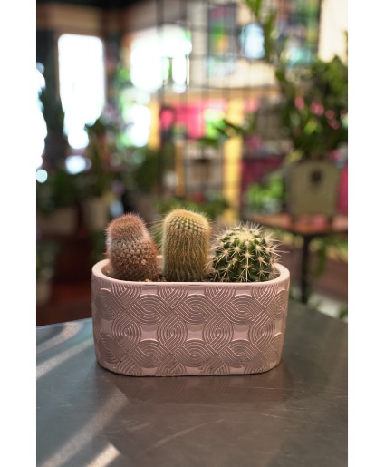 Love Knots Cactus Planter 