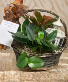 Purchase this funeral home arrangement