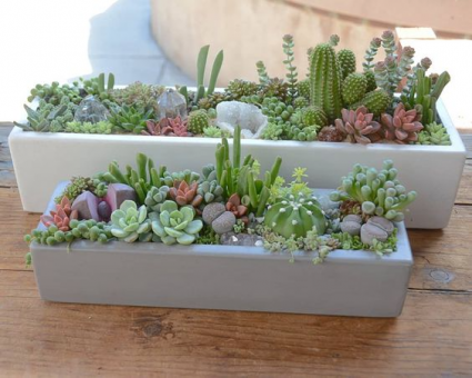 Love Succulents