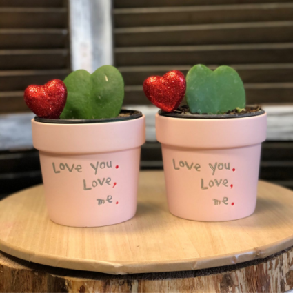 Love you, Love me Hoya Heart Plants