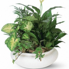Category Image