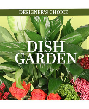 Lovely Dish Garden Designer's Choice