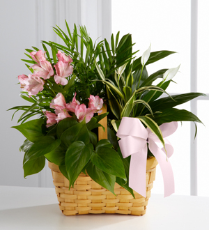 Lovely Garden with Pink
