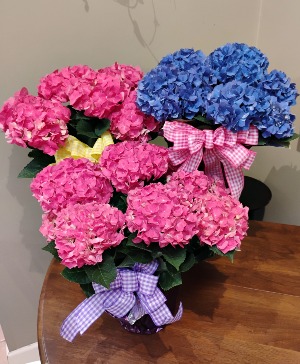 Lovely Hydrangea Plant Plant