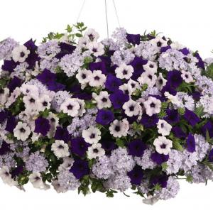 Do You Lilac It -- 12" Hanging Basket Annual Mixture with Petunias and Verbenas