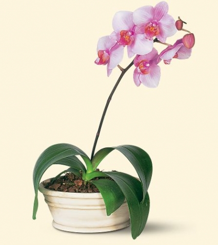 Lovely Lavender Phalaenopsis Orchid 