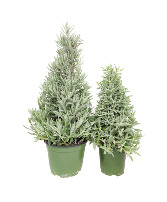 Lovely Lavender Tree   Have it decorated or plain, your choice
