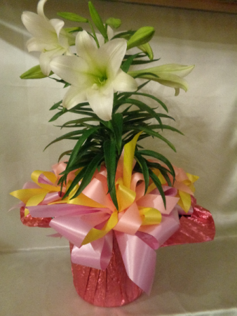 Lovely Lily Plant in Lansing, MI | Anthony's Flowers