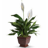 Lovely One Peace Lilly 