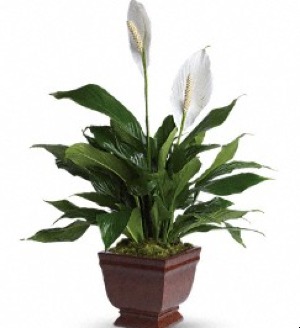 P*  Lovely One Peace Lily Plant  T272-1A 