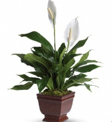 P* Lovely One Peace Lily Plant T272-1A in Fort Worth, TX | DAVIS FLORAL DESIGNS P* Lovely One Peace Lily Plant T272-1A in Fort Worth, TX | DAVIS FLORAL DESIGNS