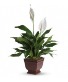 Lovely One Spathiphyllum Plant plant