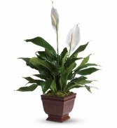 Lovely One Spathiphyllum Plant Sympathy