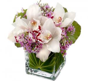  Lovely Orchids 