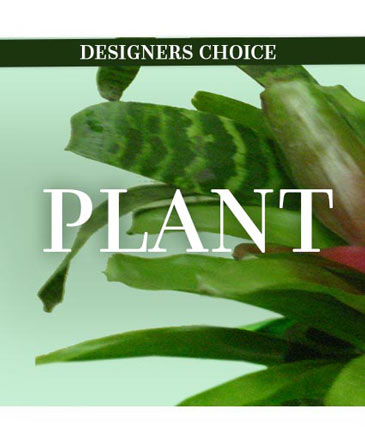 Lovely Plant Designer's Choice in Bozeman, MT | BOUQUETS AND MORE