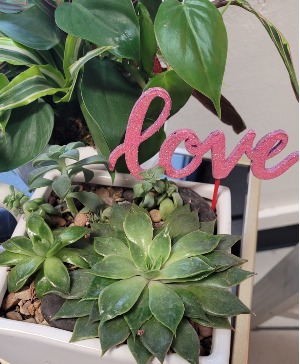 Love Does Not Succ......Succulent Garden Succulents