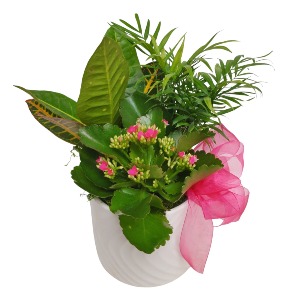 Lovely Tropical Planter Plant