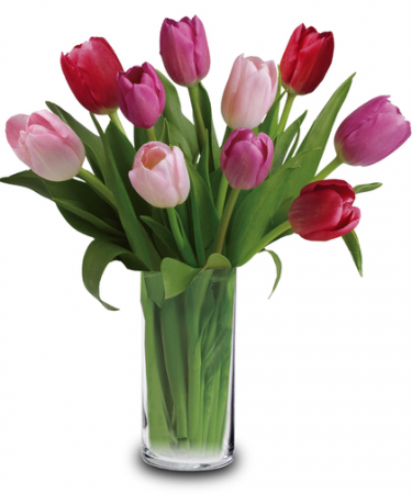 Lovely Tulips 