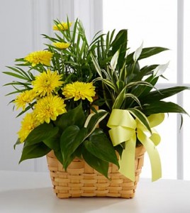 Loving Light Dishgarden in Richland, WA | ARLENE'S FLOWERS AND GIFTS Loving Light Dishgarden in Richland, WA | ARLENE'S FLOWERS AND GIFTS