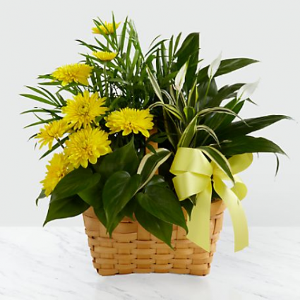 Loving Light Dishgarden