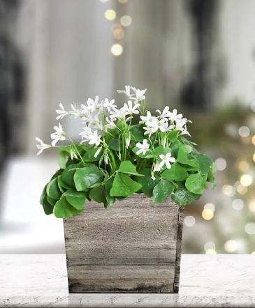 Luck of the Irish  Green and Purple Shamrocks in Bend, OR | AUTRY'S 4 SEASONS FLORIST
