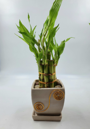 Lucky Bamboo 2 Tiered Tower  Best Seller 