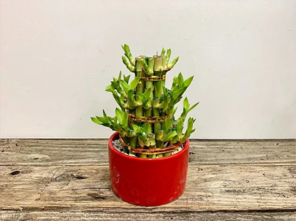 Lucky Bamboo - 3 Tier Ceramic Plant
