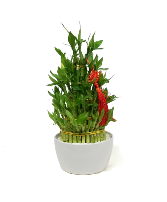 Lucky Bamboo 5 Tier 