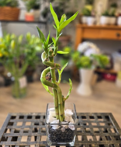 Lucky Bamboo