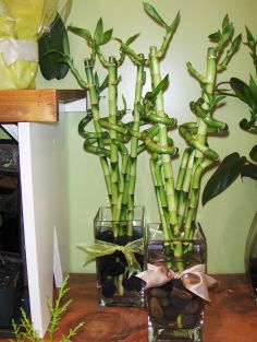 Lucky Bamboo arrangement 