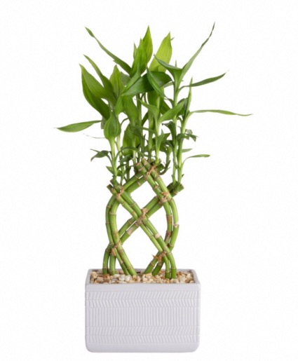 Lucky Bamboo House Plant 