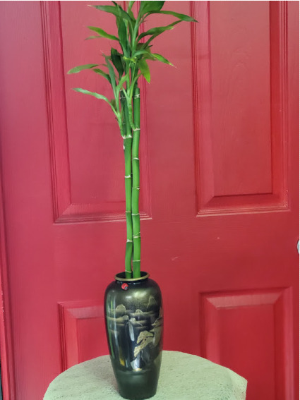 Lucky Bamboo in black vase Green Plant