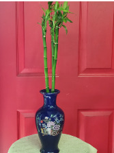 Lucky Bamboo in blue vase Green Plant
