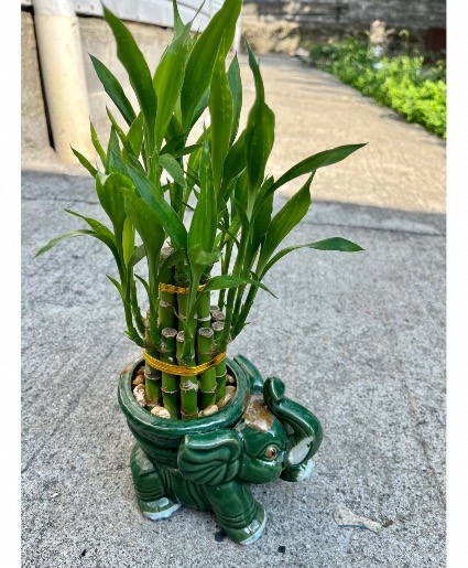 Lucky Bamboo in Elegant Ceramic Container 