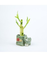 Lucky Bamboo in Elephant Heart Shape Ceramic Office/House Plant