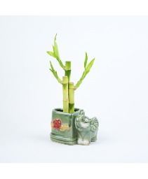 Lucky Bamboo in Elephant Heart Shape Ceramic Office/House Plant