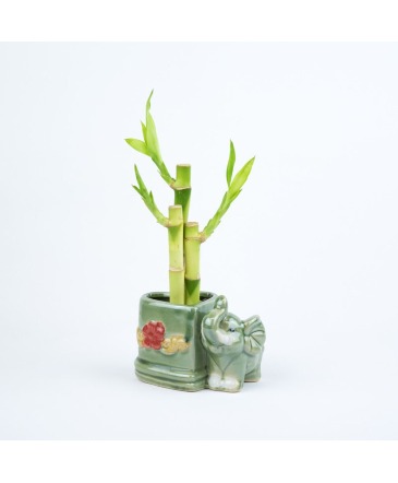 Lucky Bamboo in Elephant Heart Shape Ceramic Office/House Plant in Fairview, OR | QUAD'S GARDEN - Home to Trinette's Floral