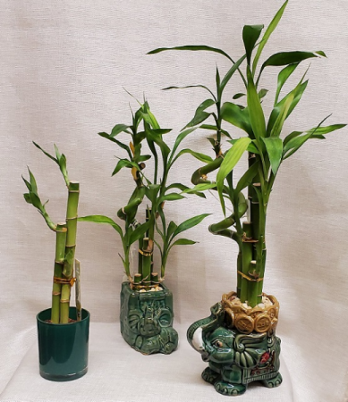 Lucky Bamboo in Jade Pot Plant