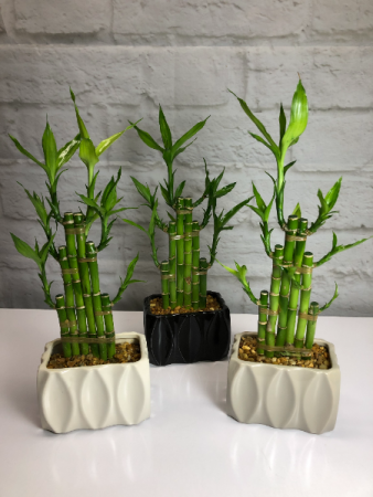 Lucky Bamboo in Neutral Pottery Local Delivery Only