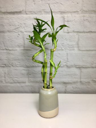 Lucky Bamboo in Pottery