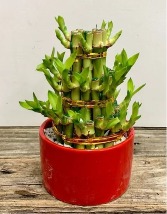 Lucky Bamboo! Indoor Plant