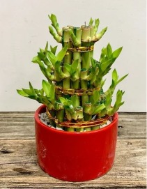 Lucky Bamboo! Indoor Plant