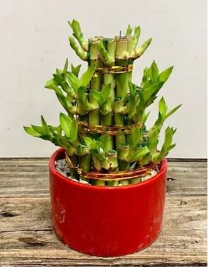 Lucky Bamboo! Indoor Plant