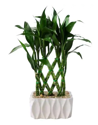 Lucky Bamboo Plant *Air Purifier