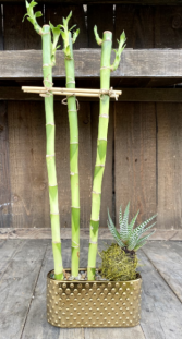 Lucky Bamboo Planter